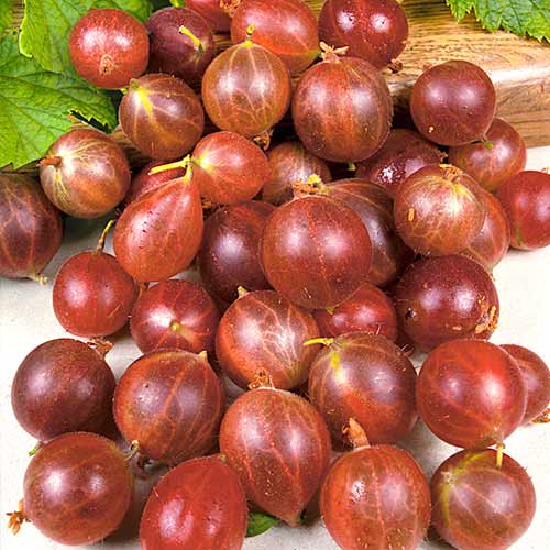 Аґрус Олаві артикул фото 1 Аґрус Олаві зображення 1 артикул 4343