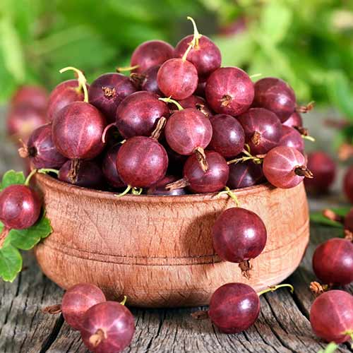 Аґрус Північний капітан зображення 1 артикул 4337