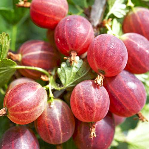 Аґрус Садко зображення 1 артикул 4335