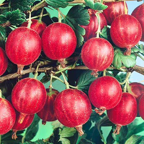 Крыжовник Салют рисунок 1 артикул 4336