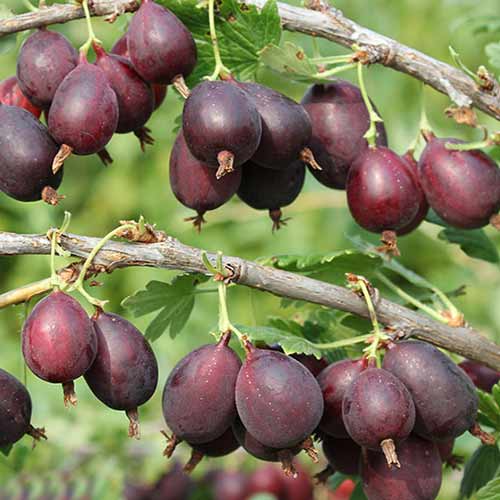 Аґрус Сливовий зображення 1 артикул 4338