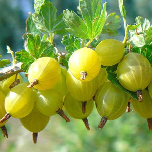 Аґрус Ювілейний зображення 1 артикул 4340