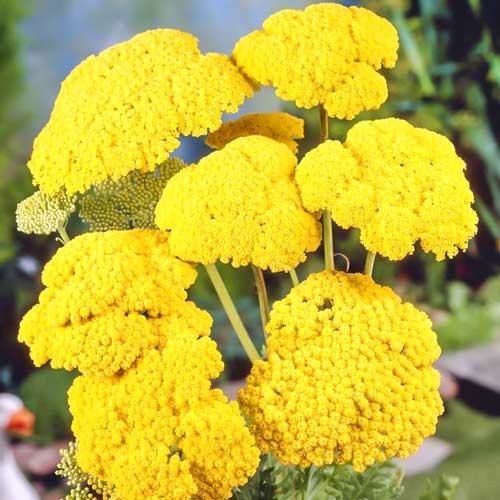 Ахиллея (тысячелистник) Голден Флис рисунок 1 артикул 68621