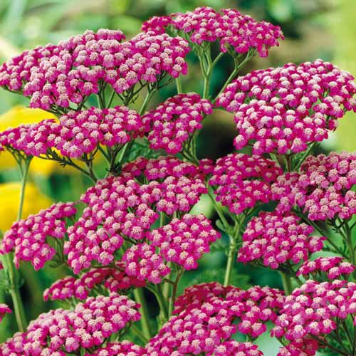 Ахиллея (тысячелистник) Саммервайн рисунок 1 артикул 76155