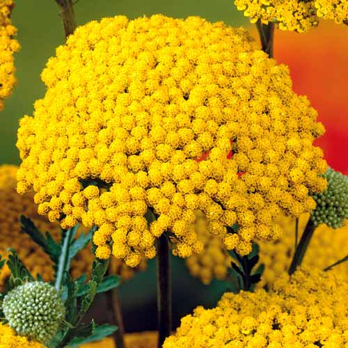 Ахілея (деревій звичайний) Єллоу зображення 1 артикул 76156