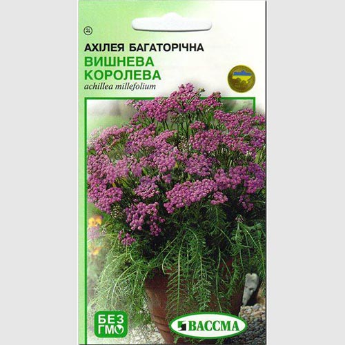Ахиллея Вишневая Королева Seedera рисунок 1 артикул 66383