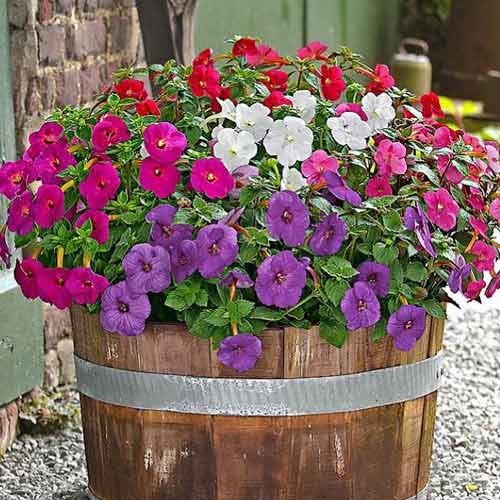 Ахіменес, суміш забарвлень зображення 1 артикул 67063