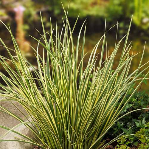 Аїр злаковий Хакуро Нішікі зображення 1 артикул 9500