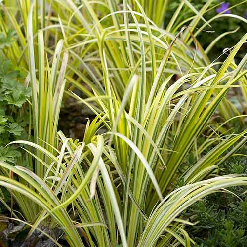 Аир злаковидный Огон артикул фото 1 Аир злаковидный Огон рисунок 1 артикул 01303