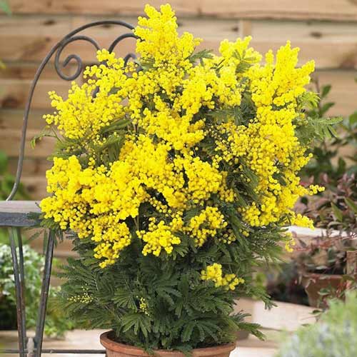 Акація Мімоза зображення 1 артикул 76633