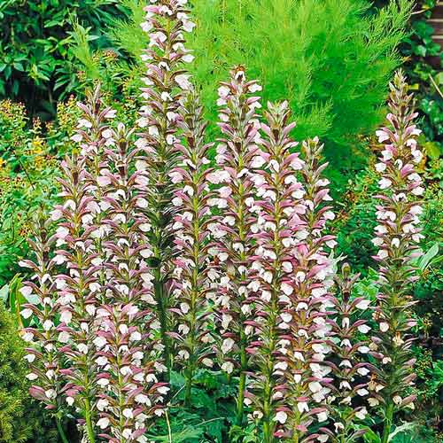 Акантус м'який зображення 1 артикул 67060