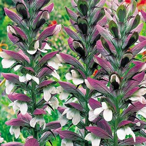 Акантус Моллис рисунок 1 артикул 76000