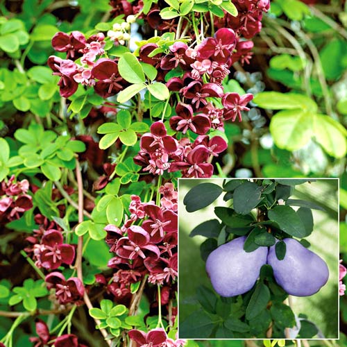 Акебия (Шоколадная лиана) рисунок 1 артикул 9200