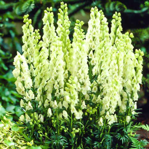 Аконит Айворин артикул фото 1 Аконит Айворин рисунок 1 артикул 68603