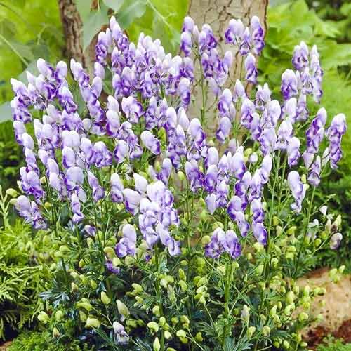 Аконит (Борец) двухцветный рисунок 1 артикул 67065