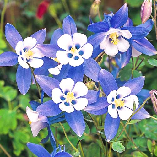 Аквілегія Джевел Блю зображення 1 артикул 68600
