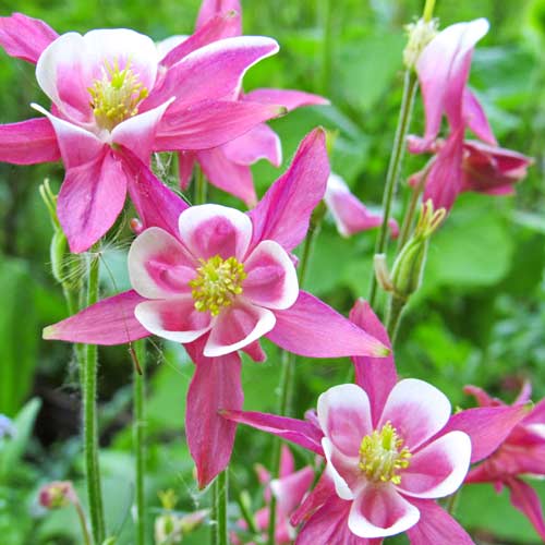 Аквілегія Джевел Пінк артикул фото 1 Аквілегія Джевел Пінк зображення 1 артикул 68601