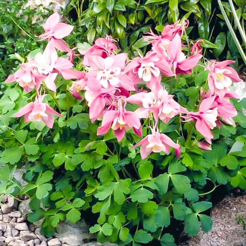 Аквілегія Джевел Пінк артикул фото 2 Аквілегія Джевел Пінк зображення 2 артикул 68601