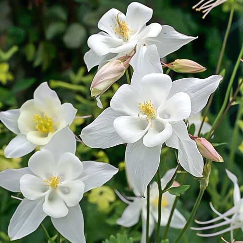 Аквилегия Джевел Уайт рисунок 1 артикул 68602