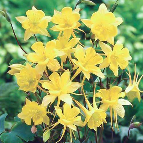 Аквілегія гібридна Жовтий кристал, насіння зображення 1 артикул 66900