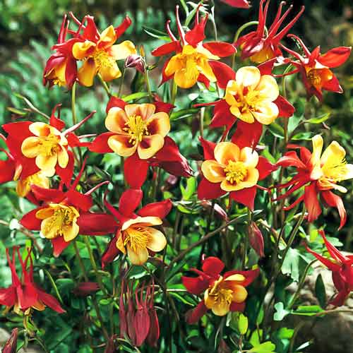 Аквілегія гібридна Рот Голд зображення 1 артикул 68848