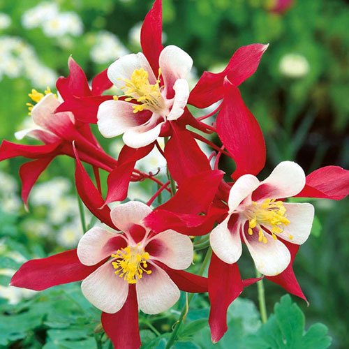 Аквилегия Камео бело-красная Элитсорт рисунок 1 артикул 90849