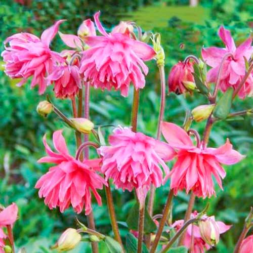 Аквилегия махровая Пинк рисунок 1 артикул 70345