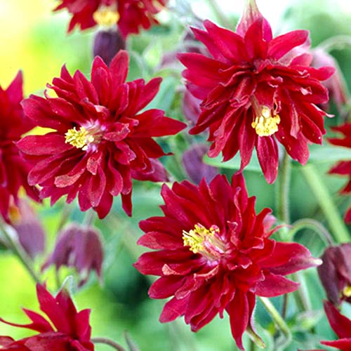 Аквилегия махровая Ред рисунок 1 артикул 70347