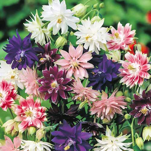 Аквилегия махровая Барлоу, микс рисунок 1 артикул 68358