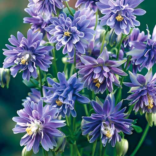 Аквилегия Винки Дабл Блю рисунок 1 артикул 76018