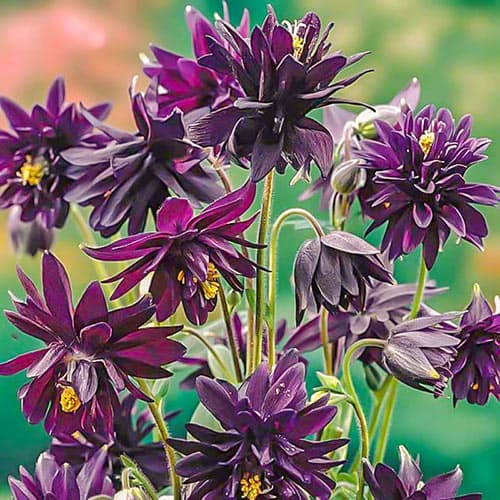 Аквилегия Винки Дабл Пурпл рисунок 1 артикул 76020