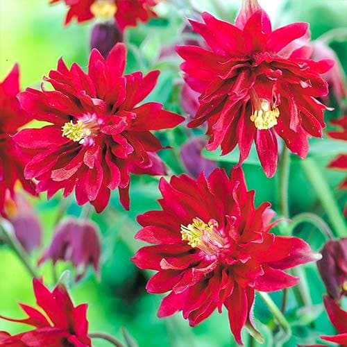 Аквилегия Винки Дабл Ред рисунок 1 артикул 76021