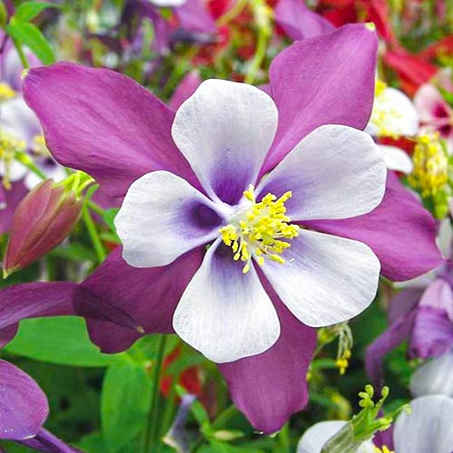 Аквілегія Swan Lavender артикул фото 1 Аквілегія Swan Lavender зображення 1 артикул 70348