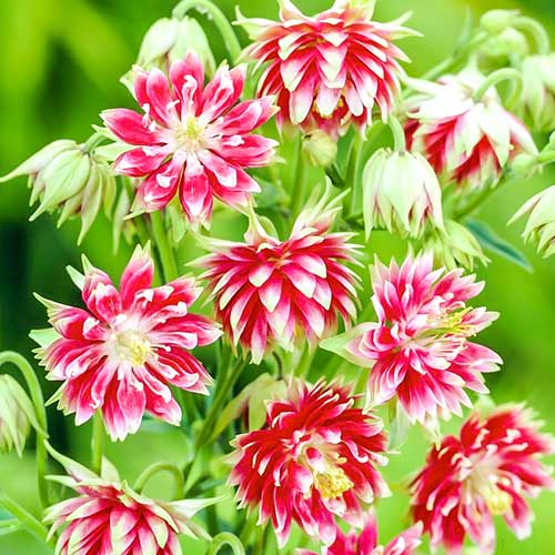 Аквилегия Винки Дабл Пинк рисунок 1 артикул 76019