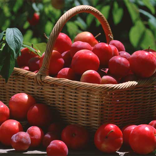 Алыча Мирабелла рисунок 1 артикул 5747