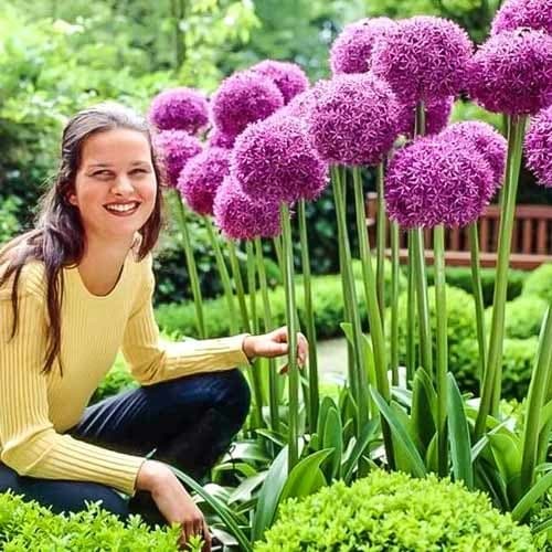 Аллиум Амбассадор рисунок 1 артикул 68912