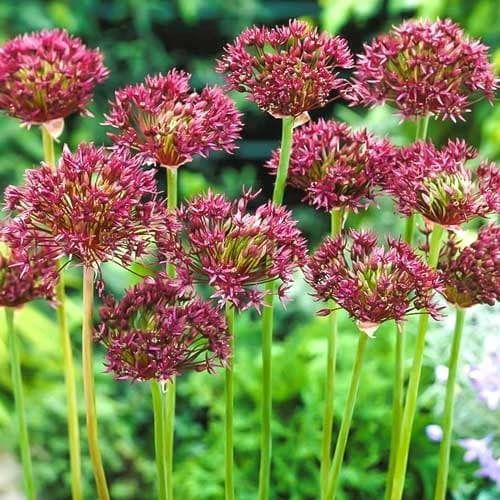 Аллиум Атропурпуреум рисунок 1 артикул 68053