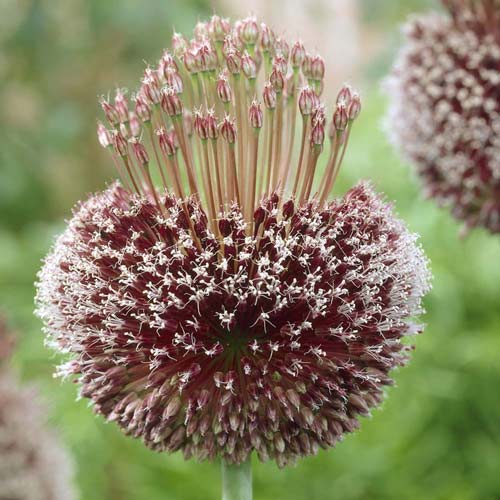 Алліум Форлок зображення 1 артикул 68055