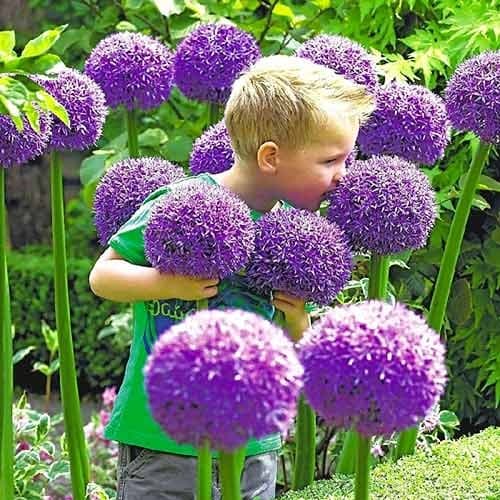 Алліум Gladiator зображення 1 артикул 67296