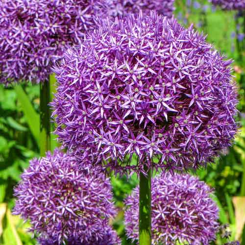 Алліум Глоубмастер зображення 1 артикул 67571