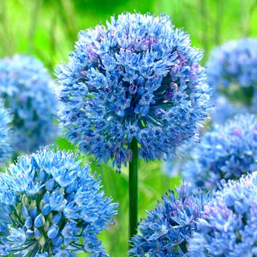 Алліум Голубий зображення 1 артикул 68914