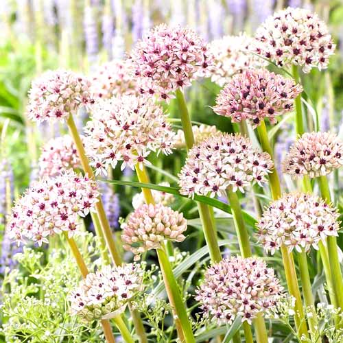 Алліум Хамелеон зображення 1 артикул 68917