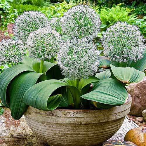 Аллиум Айвори Квин рисунок 1 артикул 67297