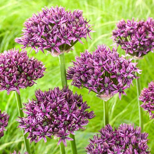 Алліум Меркуріус зображення 1 артикул 68004