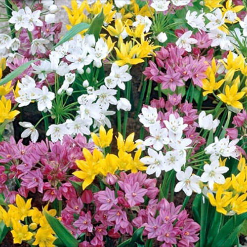 Аліум Мікс зображення 1 артикул 3200