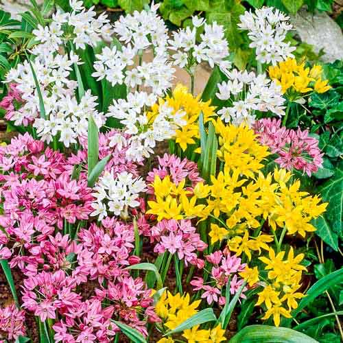 Алліум, мікс кольорів зображення 1 артикул 76370