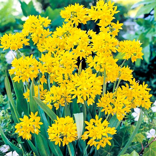 Аллиум Моли рисунок 1 артикул 68121