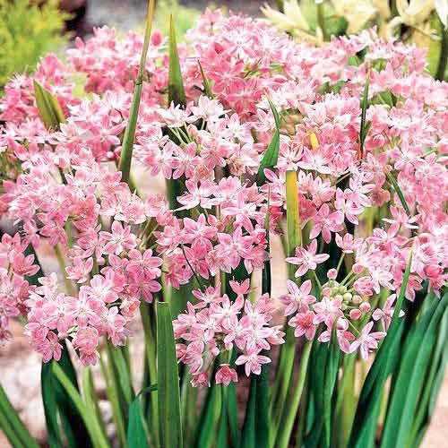 Аллиум Розеум рисунок 1 артикул 67302