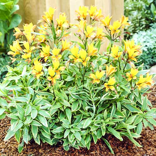 Альстромерия Глори оф зе Ендес рисунок 1 артикул 76001