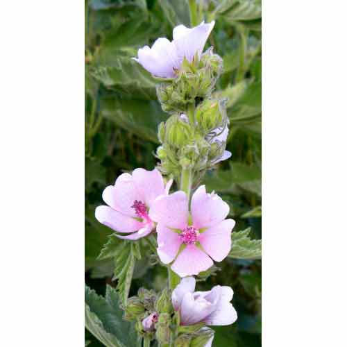 Алтей Цілитель зображення 1 артикул 90456